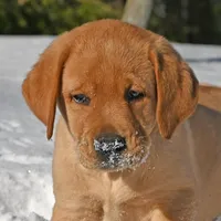 Fox red male, a male Labrador Retriever for sale in Columbia Station, OH – Photo 9 of 10