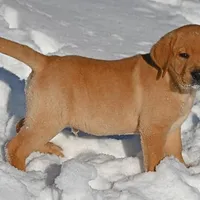 Fox red male, a male Labrador Retriever for sale in Columbia Station, OH – Photo 5 of 10