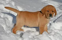 Fox red male, a male Labrador Retriever for sale in Columbia Station, OH – Photo 5 of 10