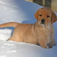 Fox red male, a male Labrador Retriever for sale in Columbia Station, OH – Photo 8 of 10