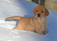 Fox red male, a male Labrador Retriever for sale in Columbia Station, OH – Photo 8 of 10