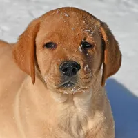 Fox red male, a male Labrador Retriever for sale in Columbia Station, OH – Photo 2 of 10