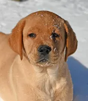 Fox red male, a male Labrador Retriever for sale in Columbia Station, OH – Photo 2 of 10