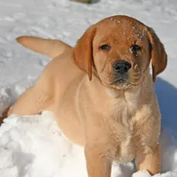 Fox red male, a male Labrador Retriever for sale in Columbia Station, OH – Photo 3 of 10