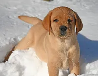 Fox red male, a male Labrador Retriever for sale in Columbia Station, OH – Photo 3 of 10