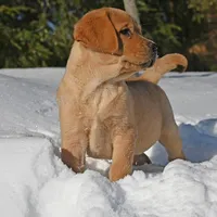 Fox red male, a male Labrador Retriever for sale in Columbia Station, OH – Photo 10 of 10