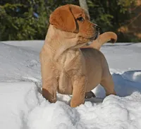 Fox red male, a male Labrador Retriever for sale in Columbia Station, OH – Photo 10 of 10