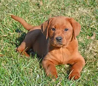 Dark Red, a female Labrador Retriever for sale in Columbia Station, OH – Photo 3 of 10