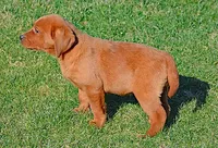 Dark Red, a female Labrador Retriever for sale in Columbia Station, OH – Photo 4 of 10