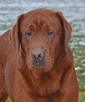 Dark Red, a female Labrador Retriever for sale in Columbia Station, OH – Photo 7 of 10