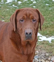 Dark Red, a female Labrador Retriever for sale in Columbia Station, OH – Photo 8 of 10