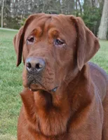 Dark Red, a female Labrador Retriever for sale in Columbia Station, OH – Photo 6 of 10