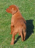 Dark Red, a female Labrador Retriever for sale in Columbia Station, OH – Photo 5 of 10