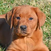 Dark Red, a female Labrador Retriever for sale in Columbia Station, OH – Photo 1 of 10
