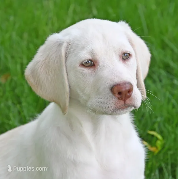 White female 569 – Labrador Retriever puppy for sale in Columbia Station, OH