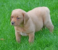 Fox red female 902, a female Labrador Retriever for sale in Columbia Station, OH – 2 of 10