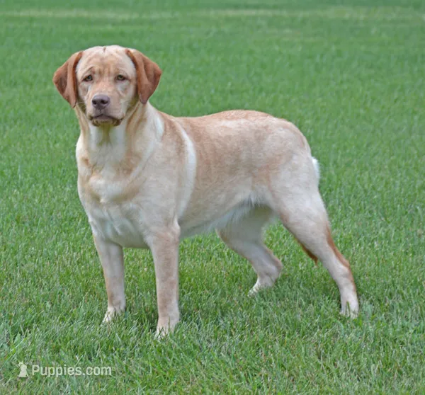 Strawberry - pending