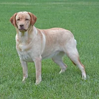 Strawberry - pending, a female Labrador Retriever for sale in Columbia Station, OH – Photo 1 of 4