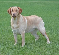 Strawberry - pending, a female Labrador Retriever for sale in Columbia Station, OH – Photo 1 of 4