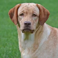 Strawberry - pending, a female Labrador Retriever for sale in Columbia Station, OH – Photo 2 of 4