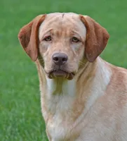 Strawberry - pending, a female Labrador Retriever for sale in Columbia Station, OH – Photo 2 of 4