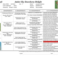 Strawberry - pending, a female Labrador Retriever for sale in Columbia Station, OH – Photo 4 of 4