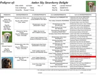 Strawberry - pending, a female Labrador Retriever for sale in Columbia Station, OH – Photo 4 of 4