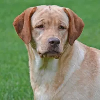 Strawberry - pending, a female Labrador Retriever for sale in Columbia Station, OH – Photo 3 of 4