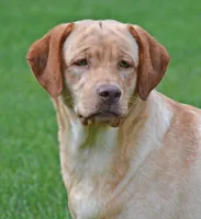 Strawberry - pending, a female Labrador Retriever for sale in Columbia Station, OH – Photo 3 of 4