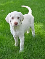 White female 569, a female Labrador Retriever for sale in Columbia Station, OH – 2 of 10
