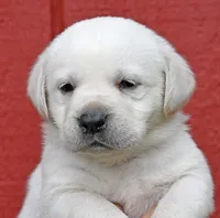 Yellow male 563, a male Labrador Retriever for sale in Columbia Station, OH – Photo 9 of 9