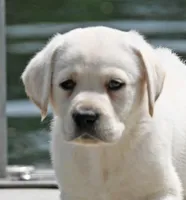 Yellow male 563, a male Labrador Retriever for sale in Columbia Station, OH – Photo 4 of 9