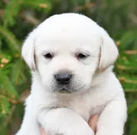 Yellow male 563, a male Labrador Retriever for sale in Columbia Station, OH – Photo 7 of 9