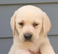 Yellow male 563, a male Labrador Retriever for sale in Columbia Station, OH – Photo 3 of 9