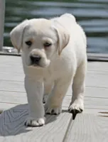 Yellow male 563, a male Labrador Retriever for sale in Columbia Station, OH – Photo 2 of 9