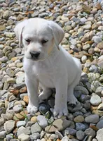 Yellow male 563, a male Labrador Retriever for sale in Columbia Station, OH – Photo 5 of 9