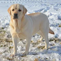 Lana - Pending, a female Labrador Retriever for sale in Columbia Station, OH – Photo 5 of 8