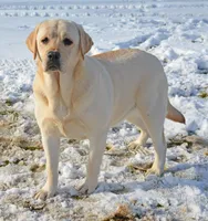 Lana - Pending, a female Labrador Retriever for sale in Columbia Station, OH – Photo 5 of 8
