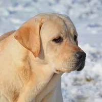 Lana - Pending, a female Labrador Retriever for sale in Columbia Station, OH – Photo 8 of 8