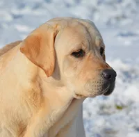 Lana - Pending, a female Labrador Retriever for sale in Columbia Station, OH – Photo 8 of 8