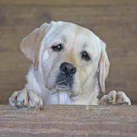Lana - Pending, a female Labrador Retriever for sale in Columbia Station, OH – Photo 7 of 8