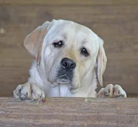 Lana - Pending, a female Labrador Retriever for sale in Columbia Station, OH – Photo 7 of 8