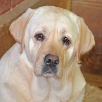 Lana - Pending, a female Labrador Retriever for sale in Columbia Station, OH – Photo 6 of 8