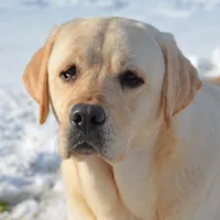 Lana - Pending, a female Labrador Retriever for sale in Columbia Station, OH – Photo 1 of 8