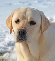 Lana - Pending, a female Labrador Retriever for sale in Columbia Station, OH – Photo 1 of 8