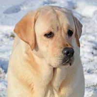 Lana - Pending, a female Labrador Retriever for sale in Columbia Station, OH – Photo 4 of 8