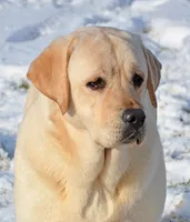 Lana - Pending, a female Labrador Retriever for sale in Columbia Station, OH – Photo 4 of 8
