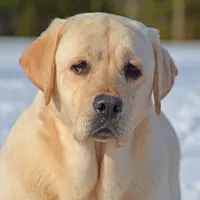 Lana - Pending, a female Labrador Retriever for sale in Columbia Station, OH – Photo 3 of 8