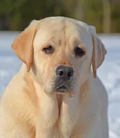 Lana - Pending, a female Labrador Retriever for sale in Columbia Station, OH – Photo 3 of 8