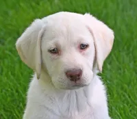 White female 569, a female Labrador Retriever for sale in Columbia Station, OH – 10 of 10